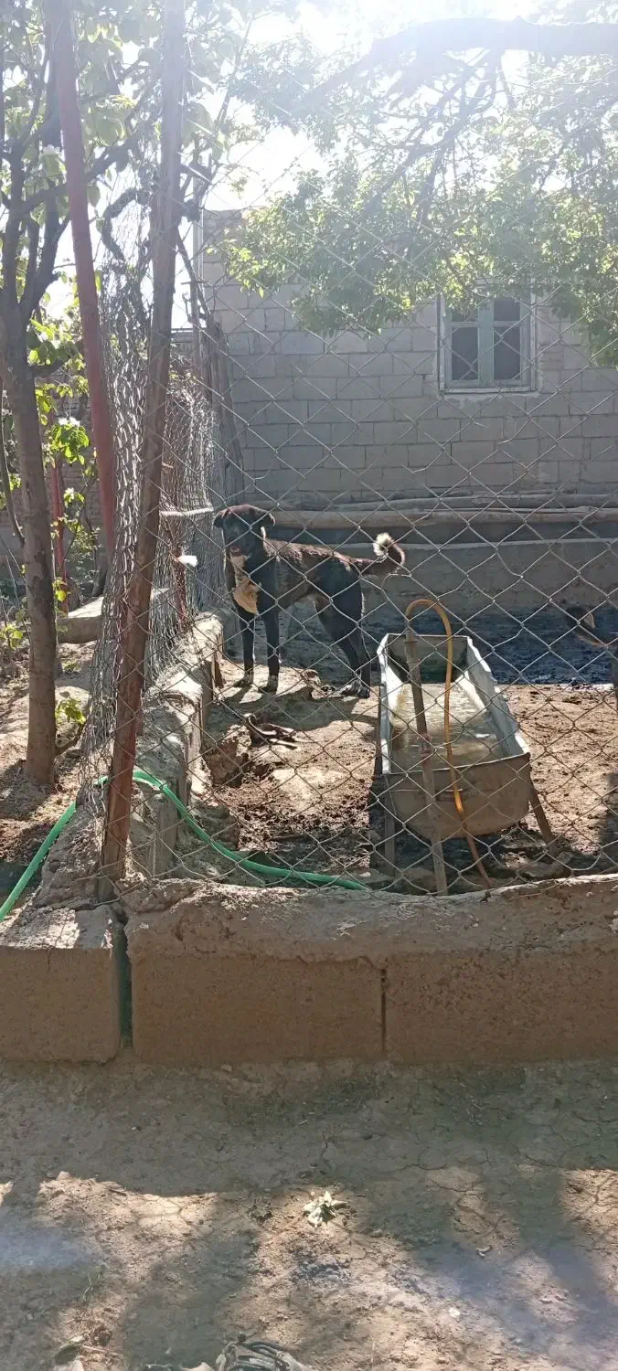 سگ ماده|سگ|عجب شیر, |دیوار
