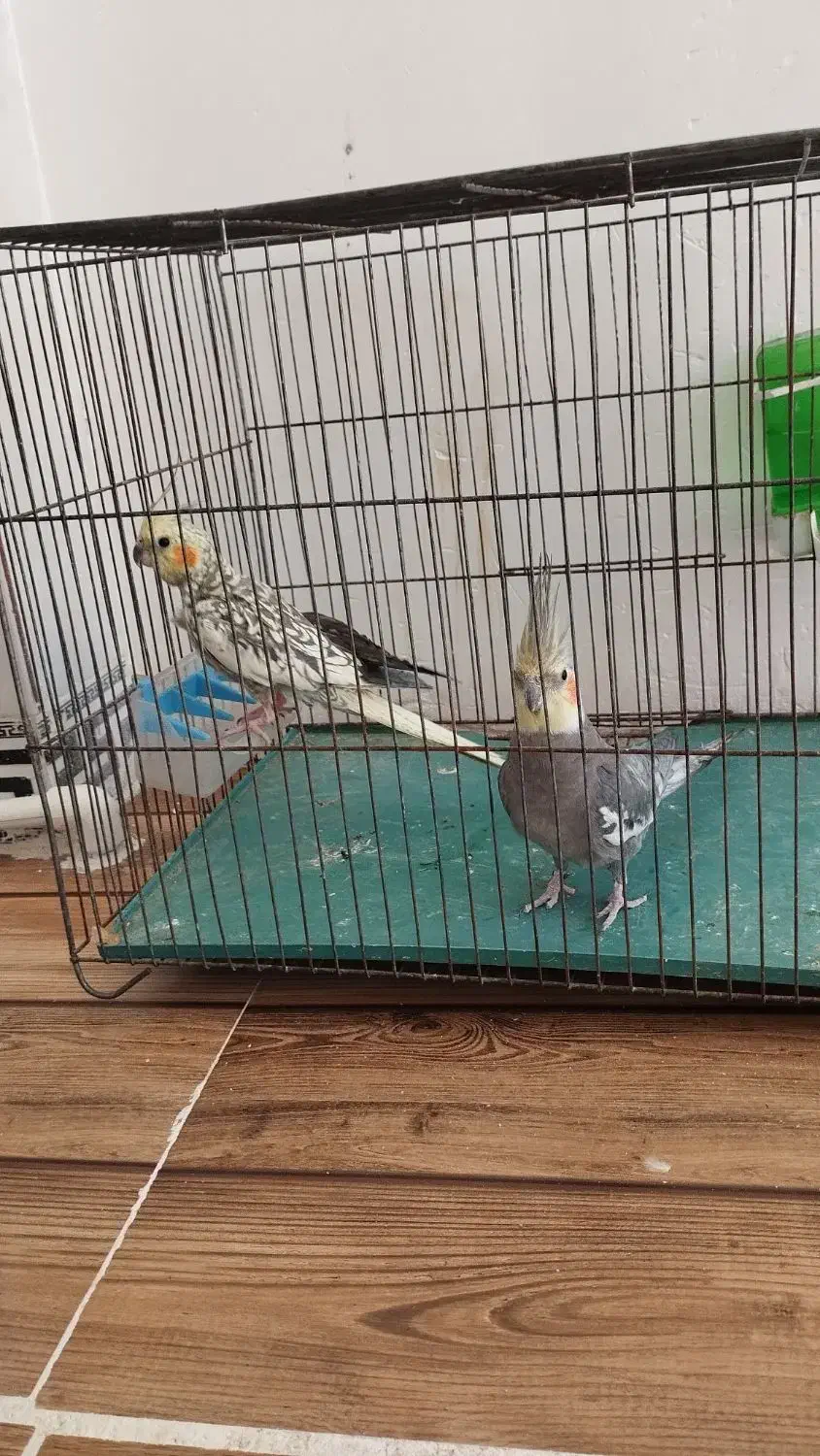 عروس هلندی|پرنده|دالاهو, |دیوار