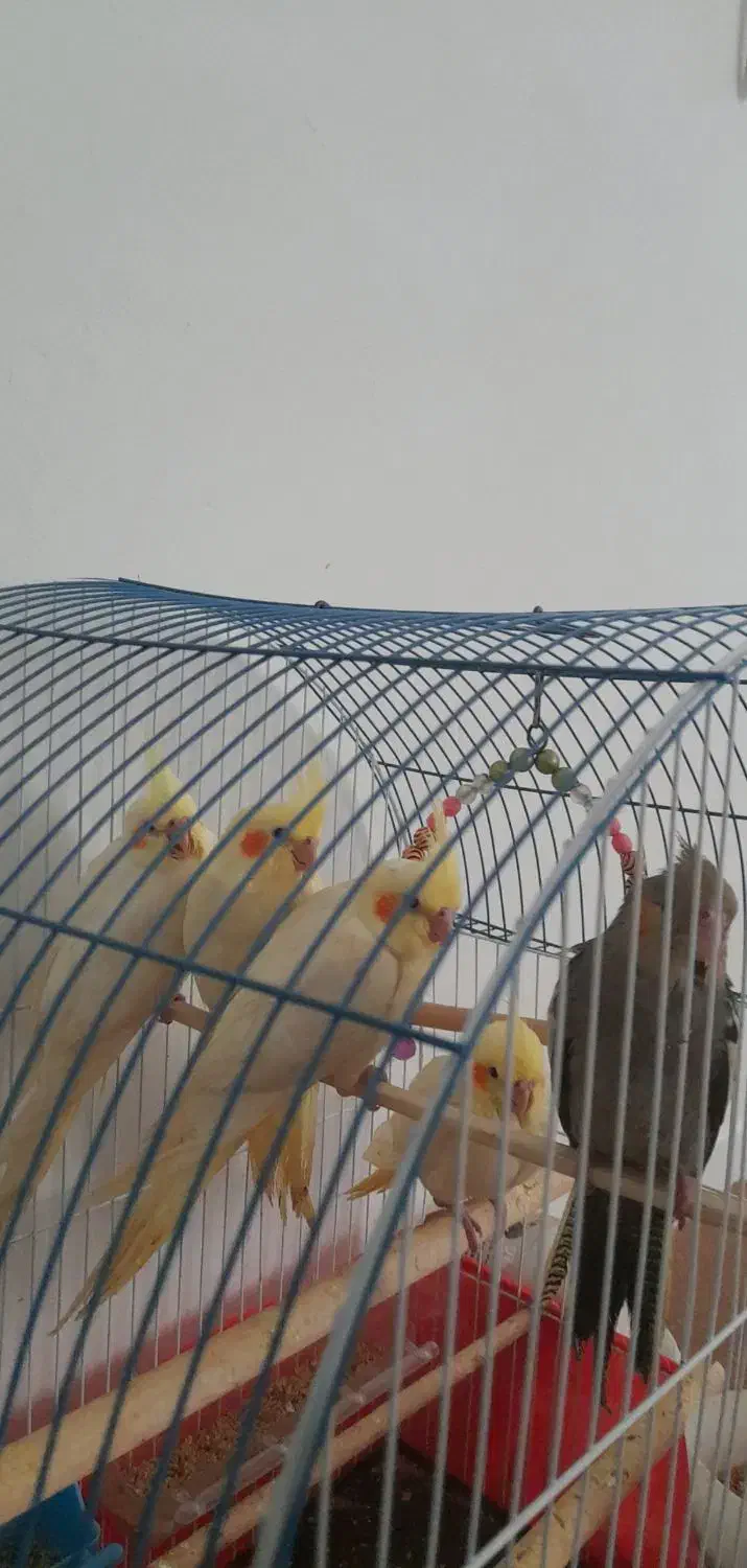 عروس هلندی|پرنده|اندیمشک, |دیوار