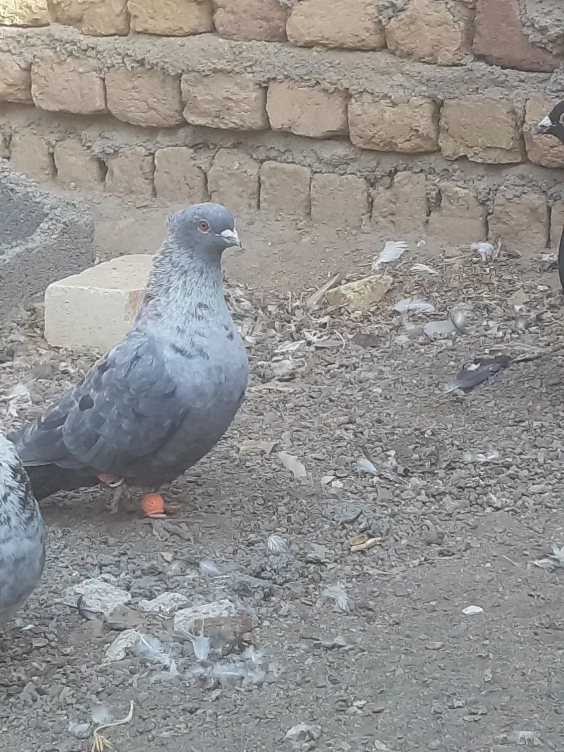 کبوتر موشی|پرنده|بوئین زهرا, |دیوار