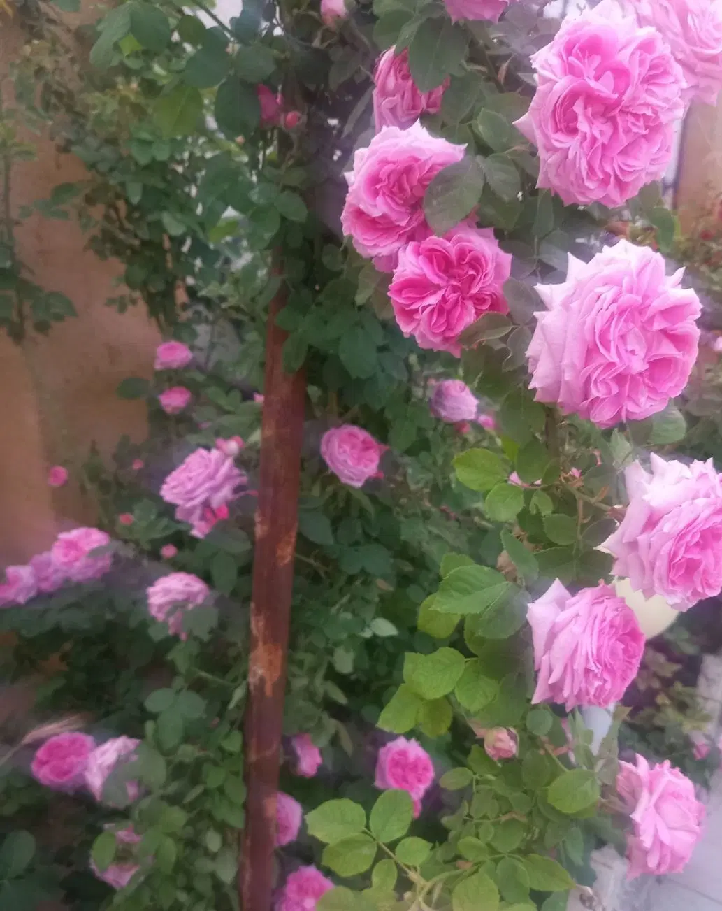 تصویر 18