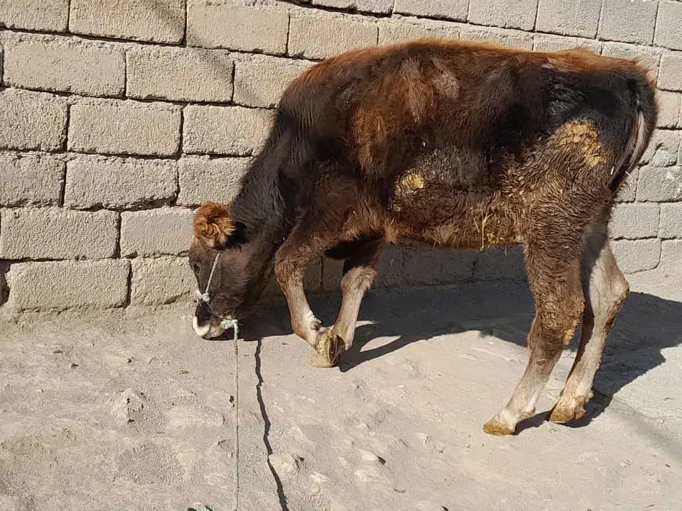 گاو نوکل نزایده|حیوانات مزرعه|شاهیوند, |دیوار