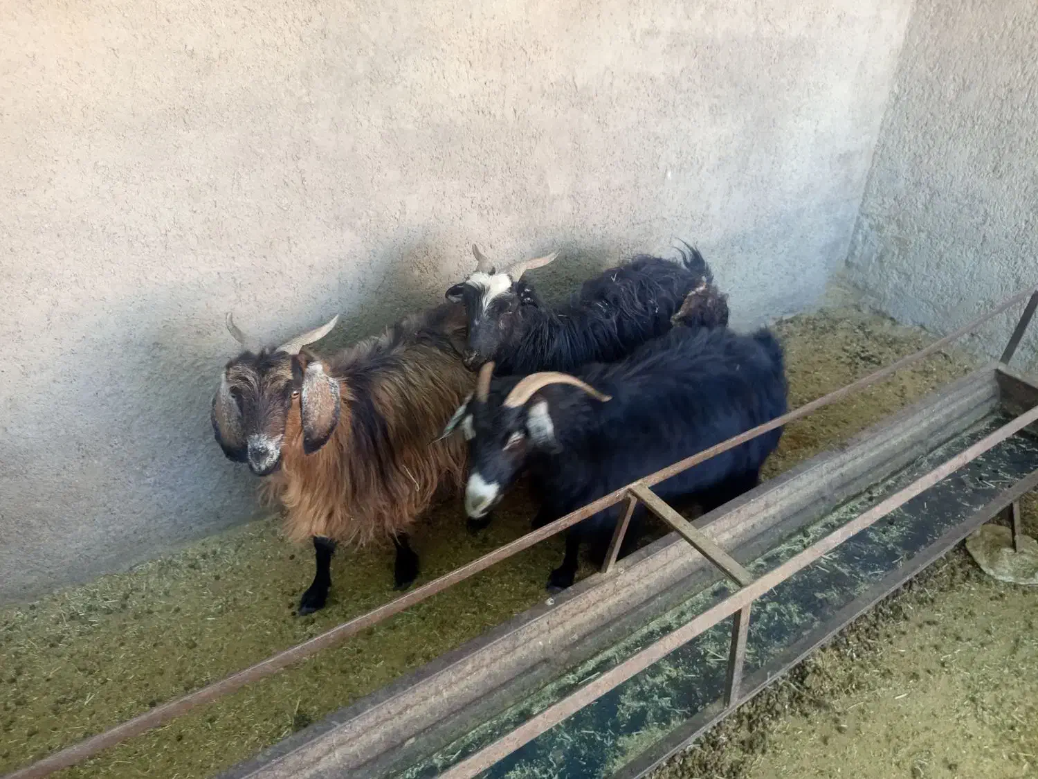 بز محلی|حیوانات مزرعه|قائن, |دیوار