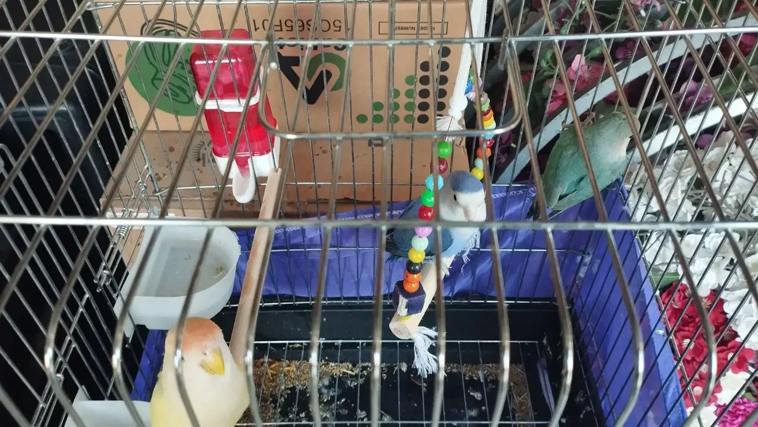 کوتوله طوطی برزیلی|پرنده|قرچک, شهرک الحدید|دیوار