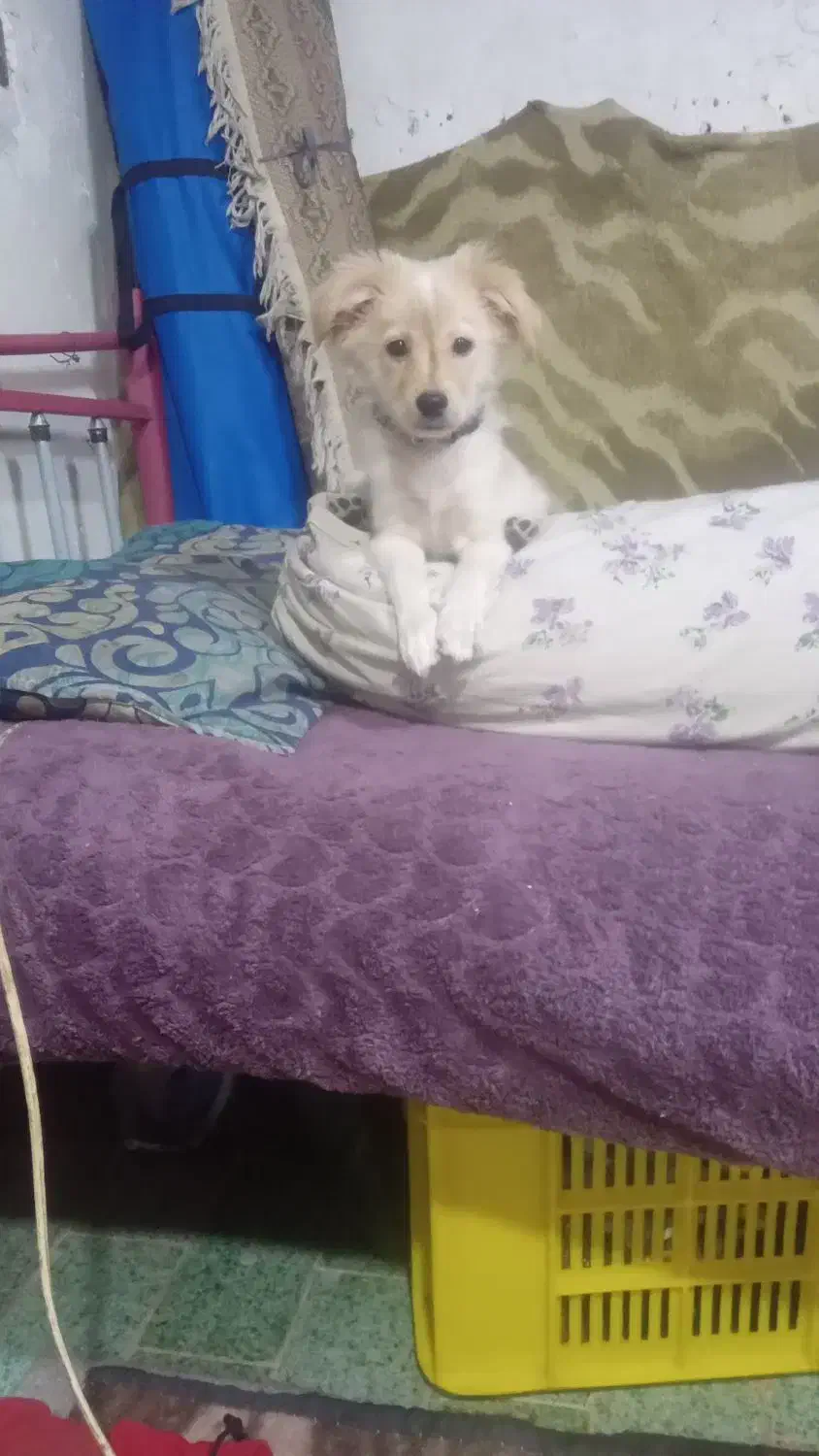 سگ پامر اشپیتز|سگ|قدس, شهر‌قدس|دیوار