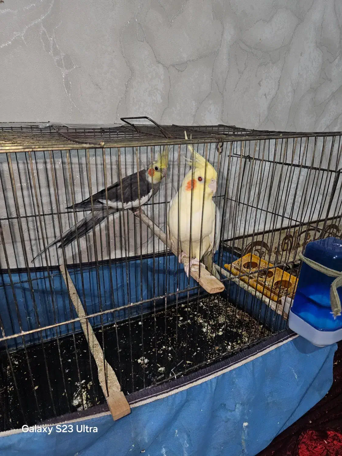 عروس هلندی|پرنده|سعدآباد, |دیوار