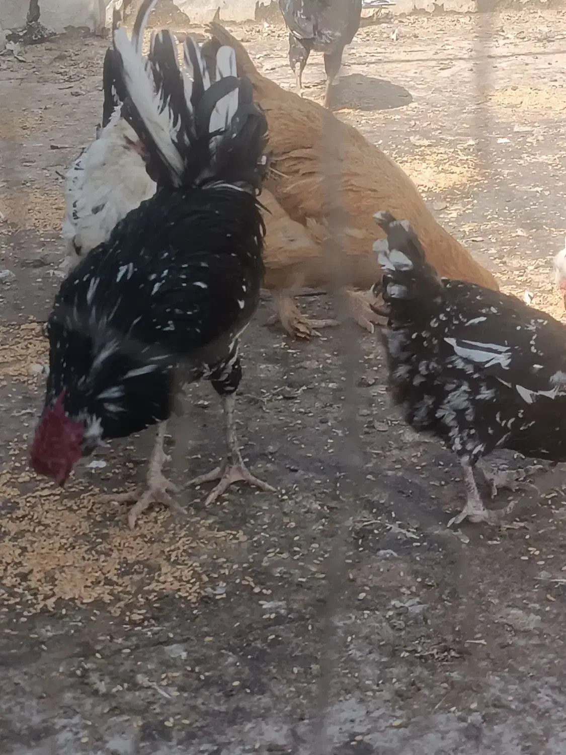 مرغ وخروس گلین|حیوانات مزرعه|قرچک, پویینک|دیوار