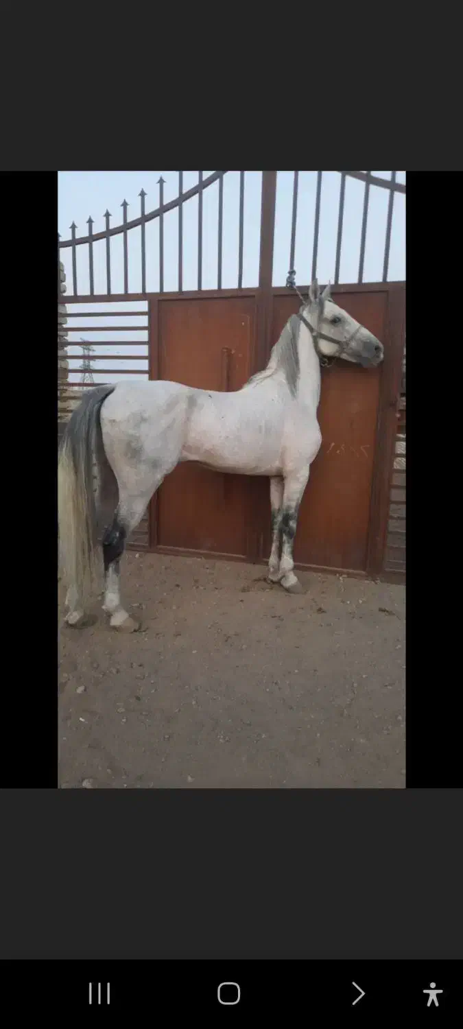 نریان|اسب و تجهیزات اسب‌سواری|قم, ارم|دیوار