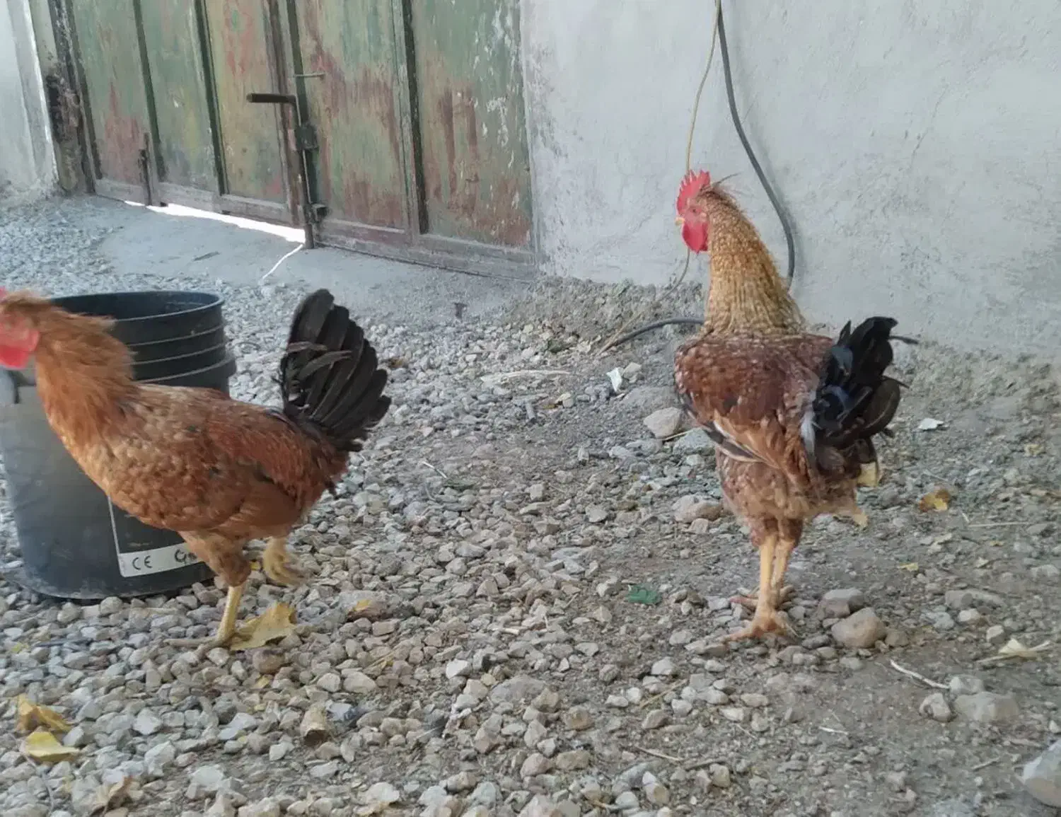 خروس محلی|حیوانات مزرعه|گیلان غرب, |دیوار