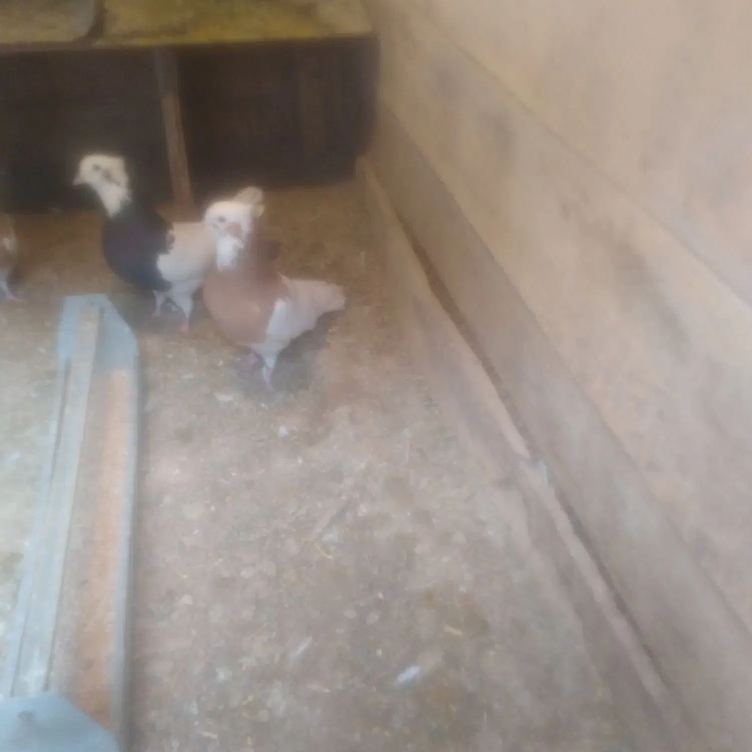 کبوتر طوقی|پرنده|اسفرورین, |دیوار