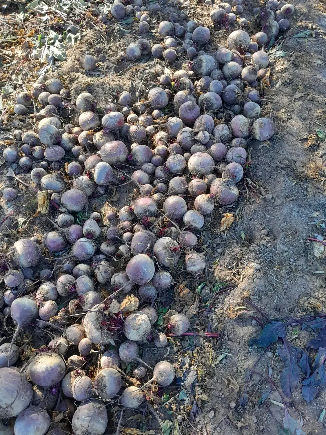 چغندر لبو|خوردنی و آشامیدنی|ارشق, |دیوار