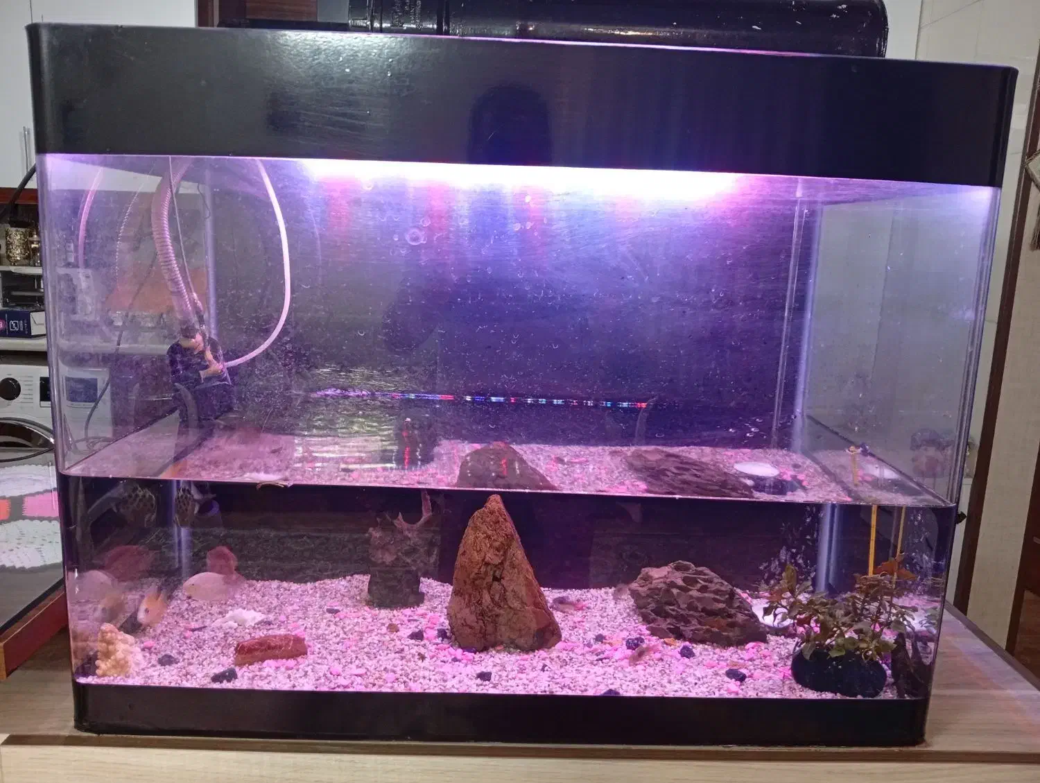 آکواریوم|ماهی|مشهد, شهرک مهرگان|دیوار