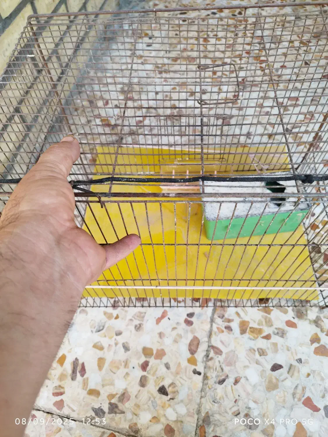 قفس پرنده|لوازم جانبی حیوانات|دوگنبدان, |دیوار