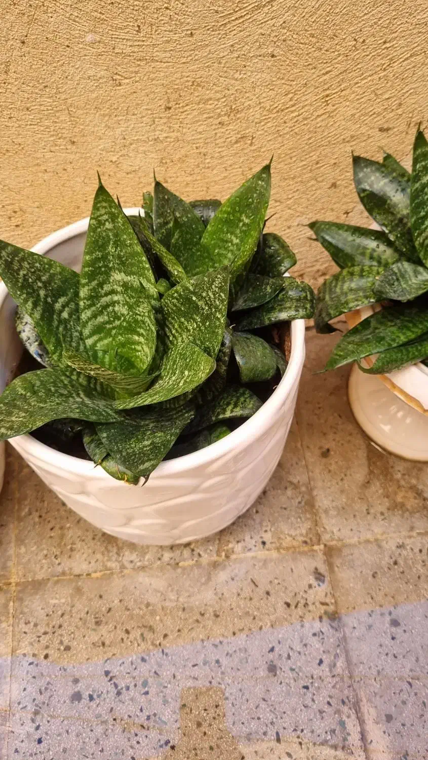 سانسوریا تک رنگ و دو رنگ|گل و گیاه طبیعی|محمدشهر, محمدشهر|دیوار