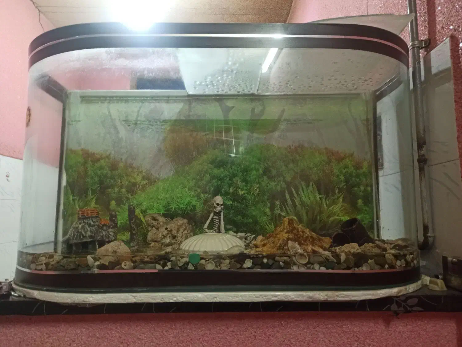 اکواریوم ماهی|ماهی|شریف‌آباد, |دیوار