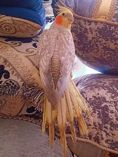 عروس هلندی|پرنده|یزد, |دیوار