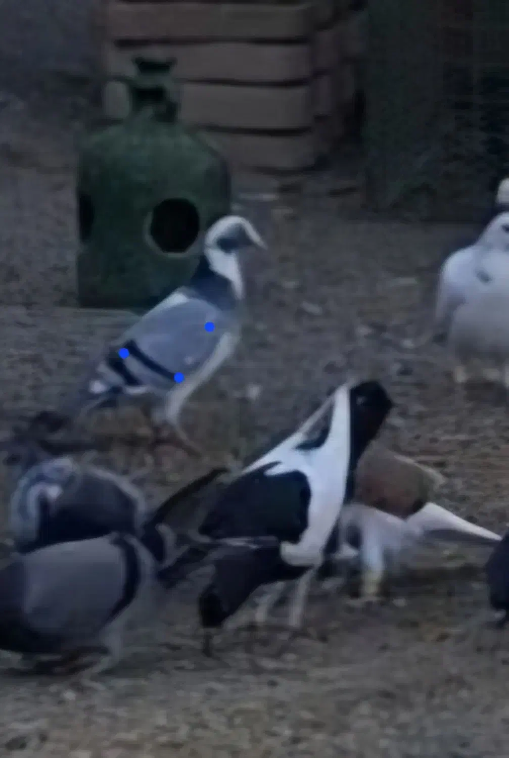 کبوتر پرنده|پرنده|قزوین, |دیوار