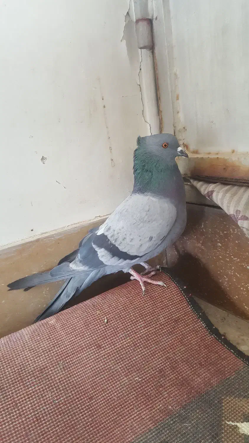 کبوتر سبز|حیوانات|اصفهان, سودان|دیوار
