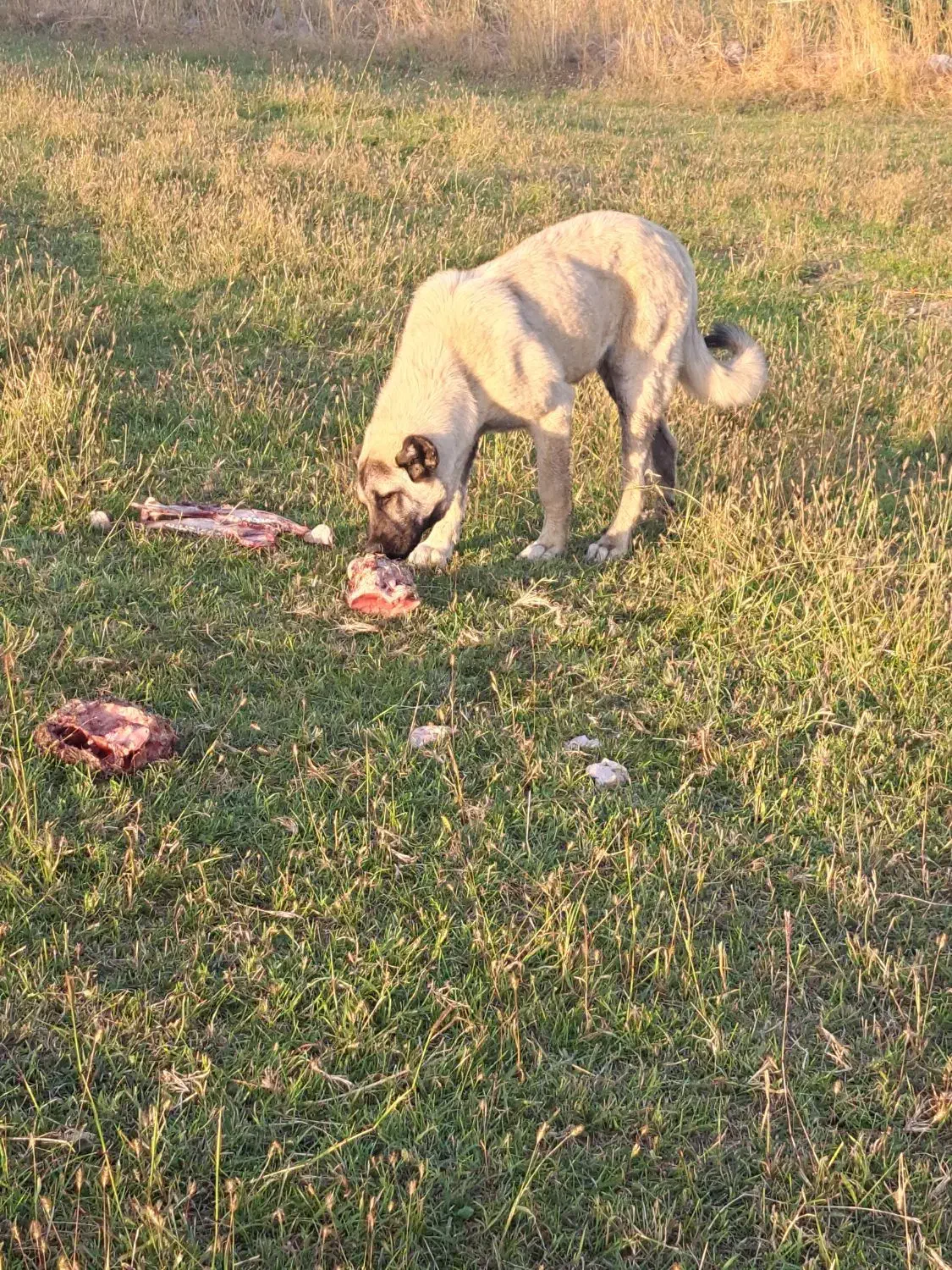 دزدیده شدن|حیوانات|ماکو, |دیوار