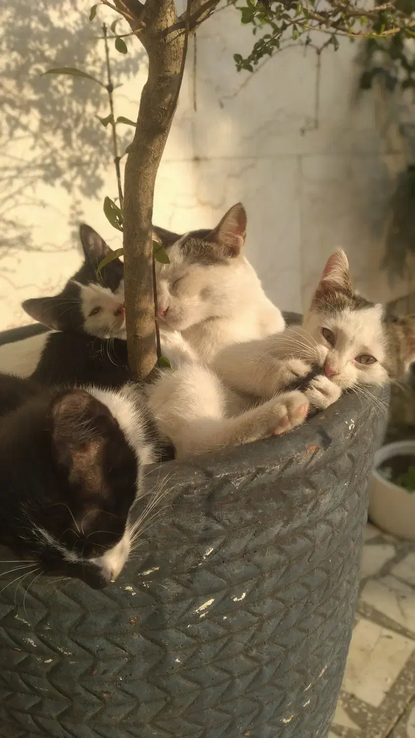 بچه گربه|گربه|بندر انزلی, سامانسر|دیوار