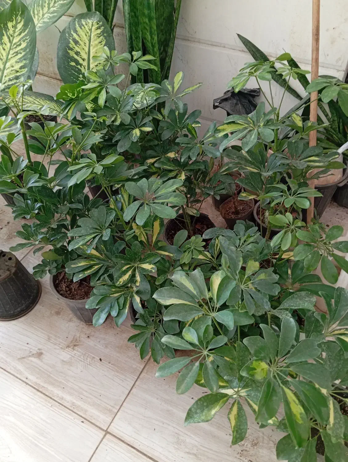 گل های آپارتمانی زیبا قیمت مناسب|گل و گیاه طبیعی|سبزوار, رضوی|دیوار