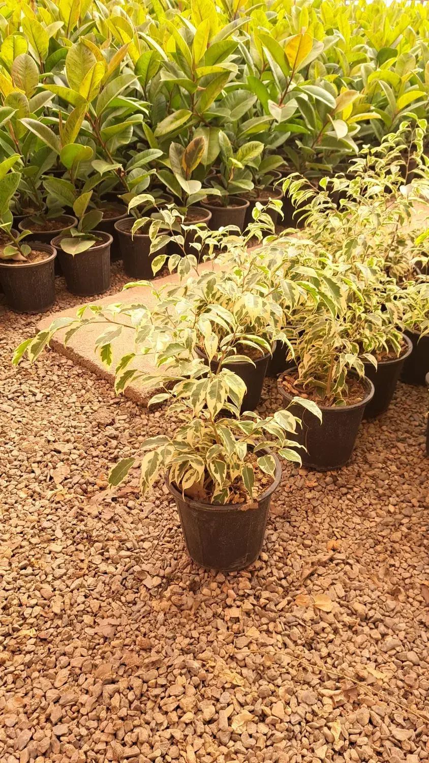 گلخانه|اجارهٔ دفتر صنعتی، کشاورزی، تجاری|محلات, |دیوار