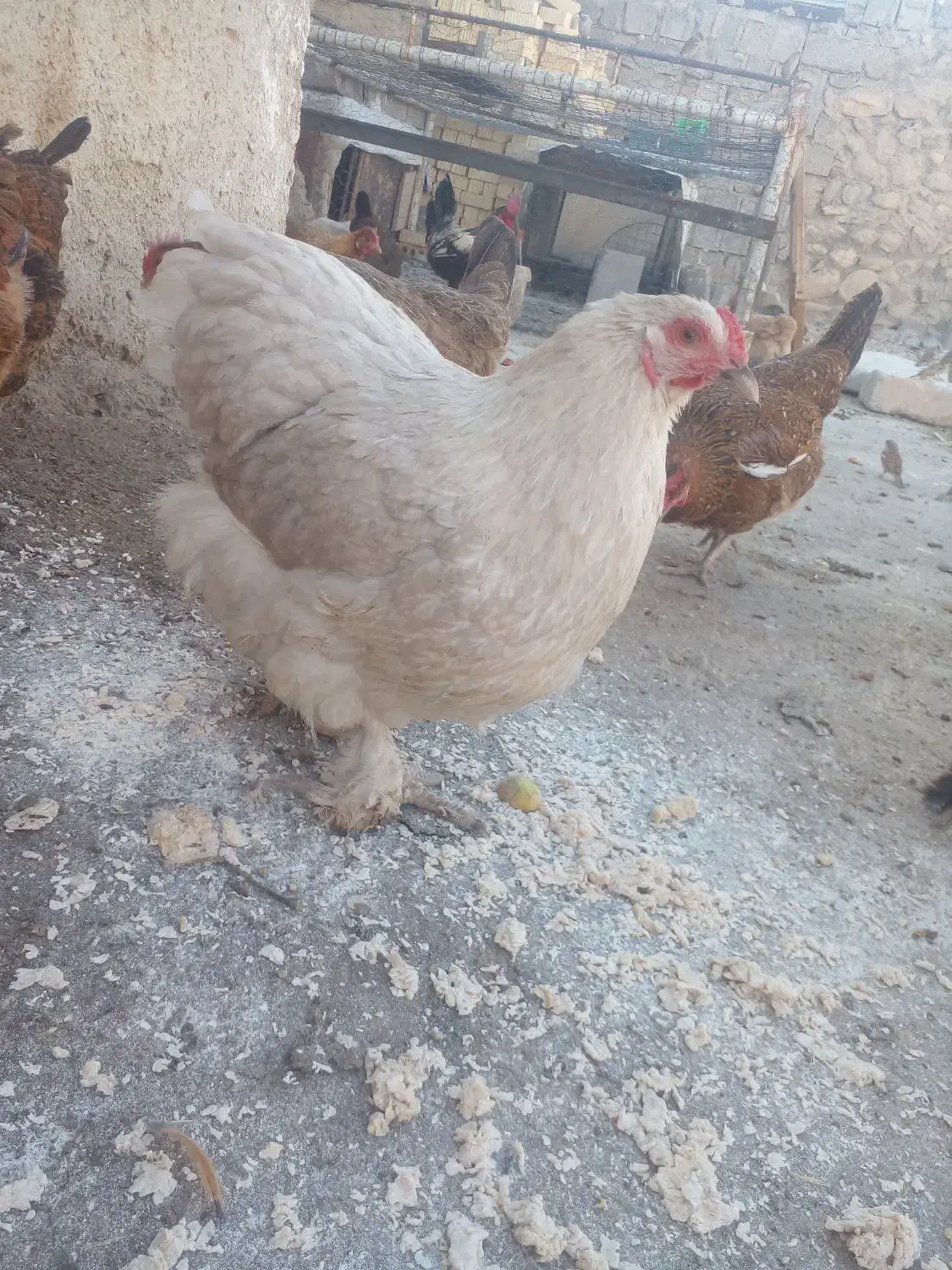 مرغ نژادی|حیوانات مزرعه|بهبهان, |دیوار