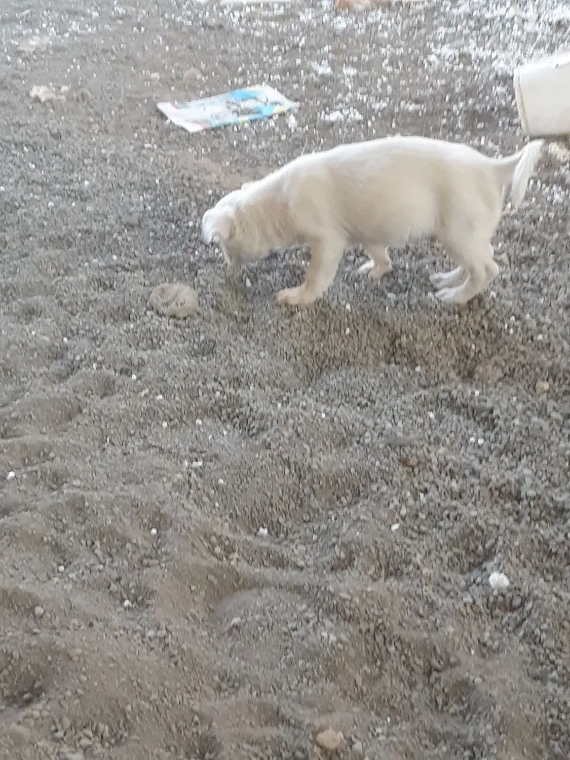 واگذاری توله فیندو نر ۱۰۰روزه از بهترین نسل و نژاد|سگ|اهر, |دیوار