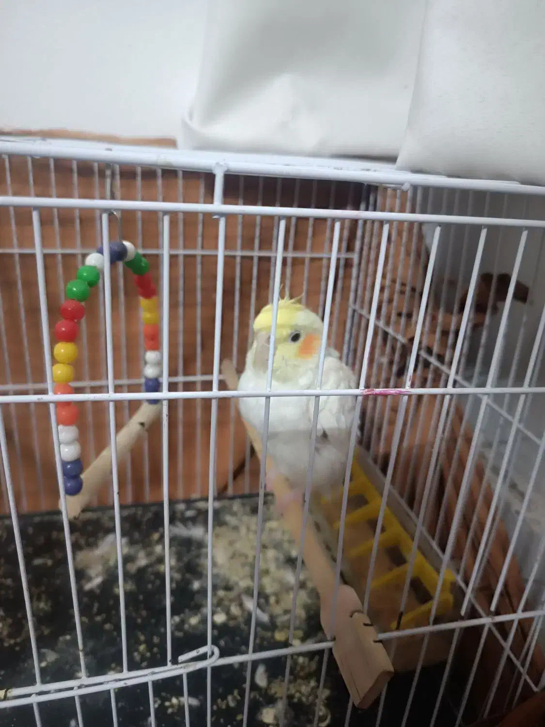 عروس هلندی|پرنده|سبزوار, کاشفی شمالی (دادگستری)|دیوار