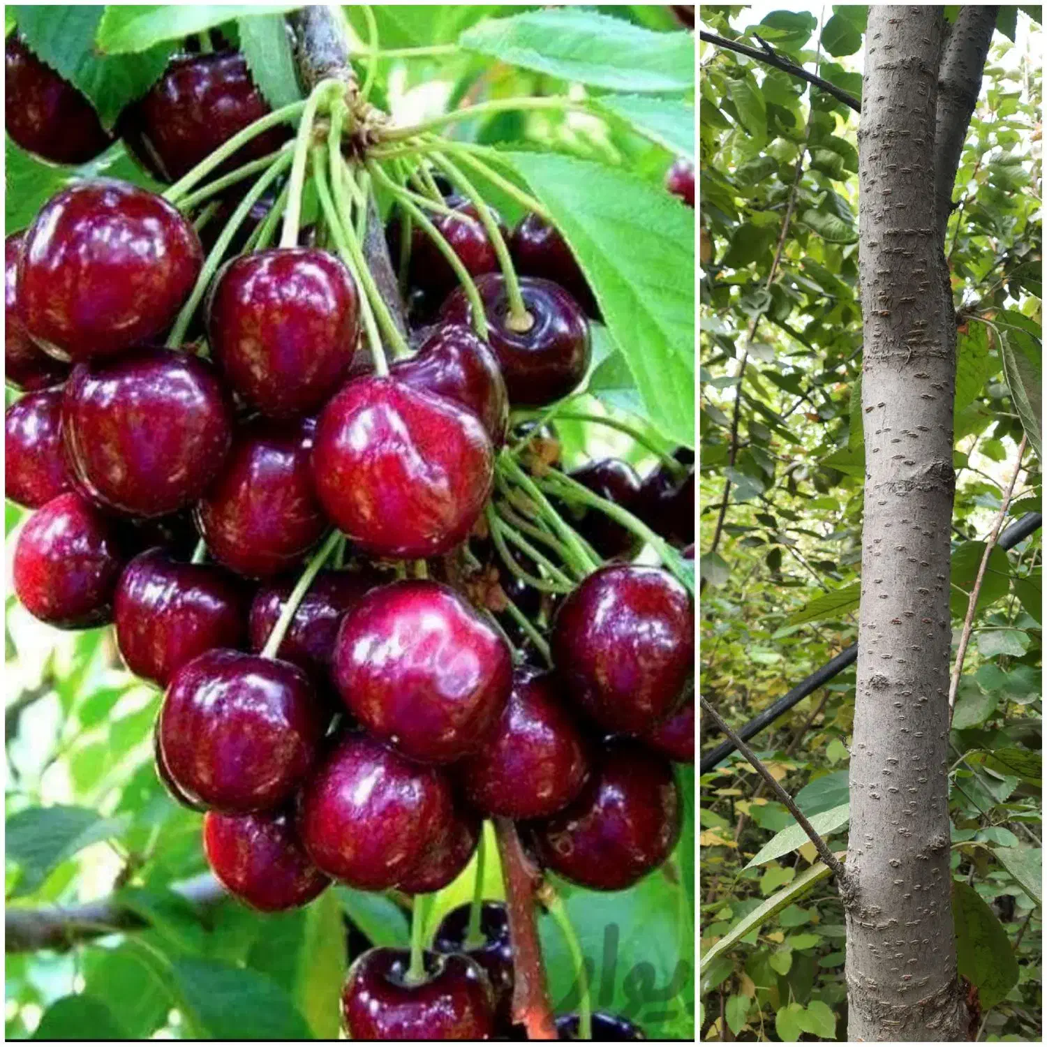 نهال گیلاس|گل و گیاه طبیعی|مشهد, کلاته برفی|دیوار