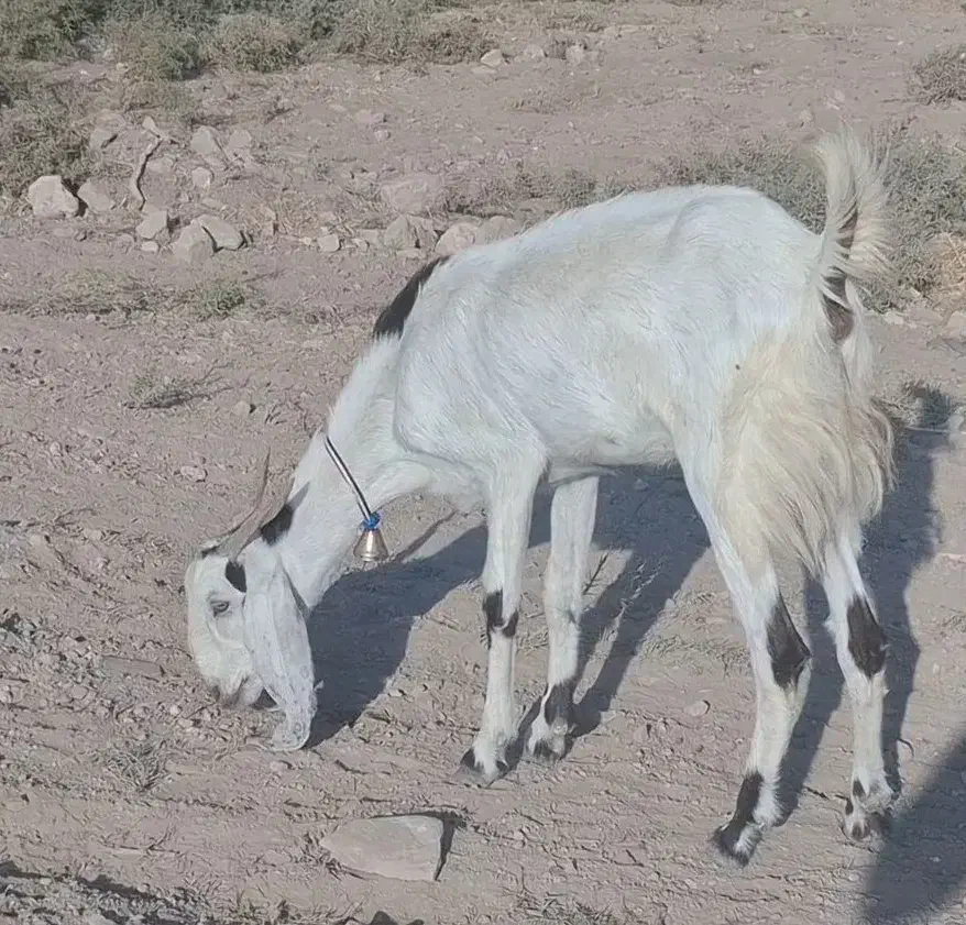 بز جوان لنگه 3 قلو با بزغاله ماده|حیوانات مزرعه|دره شهر, |دیوار