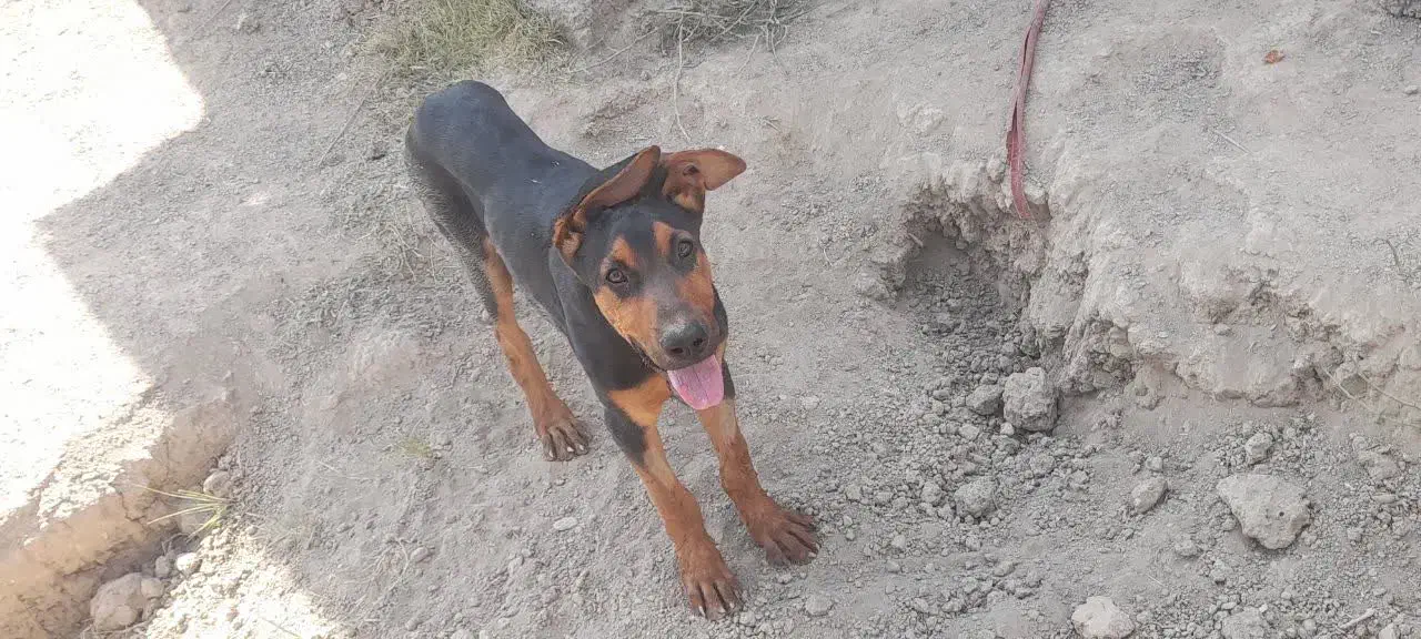 دو توله سگ دوبرمن اصل|سگ|مشهد, میان ولایت|دیوار