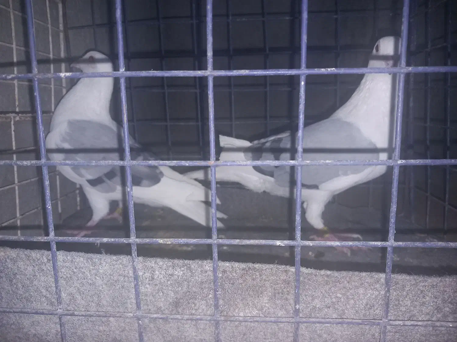 پلاکی‌ دوکت‌|پرنده|اصفهان, برازنده|دیوار