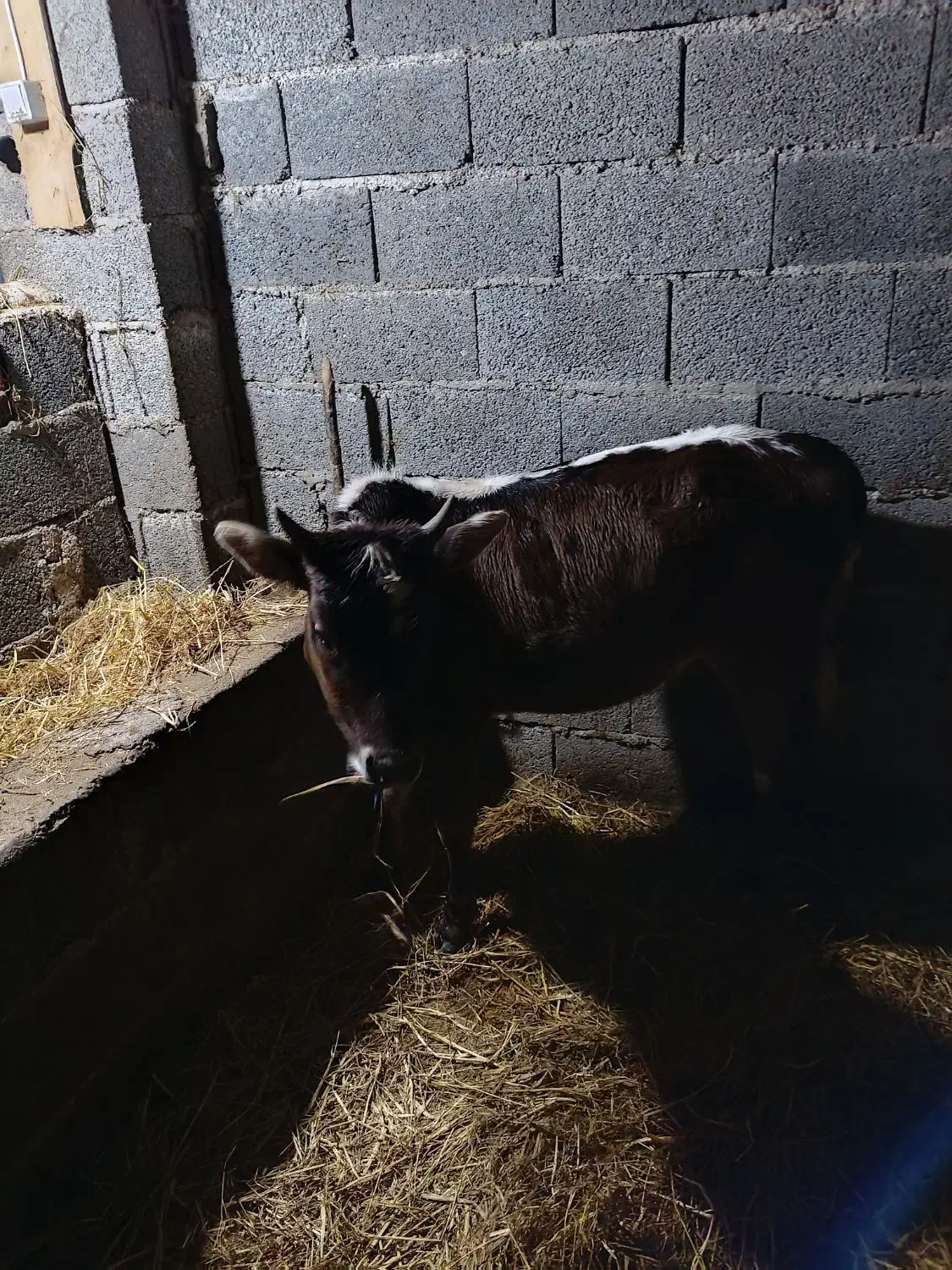 لیشه|حیوانات مزرعه|کوچصفهان, |دیوار