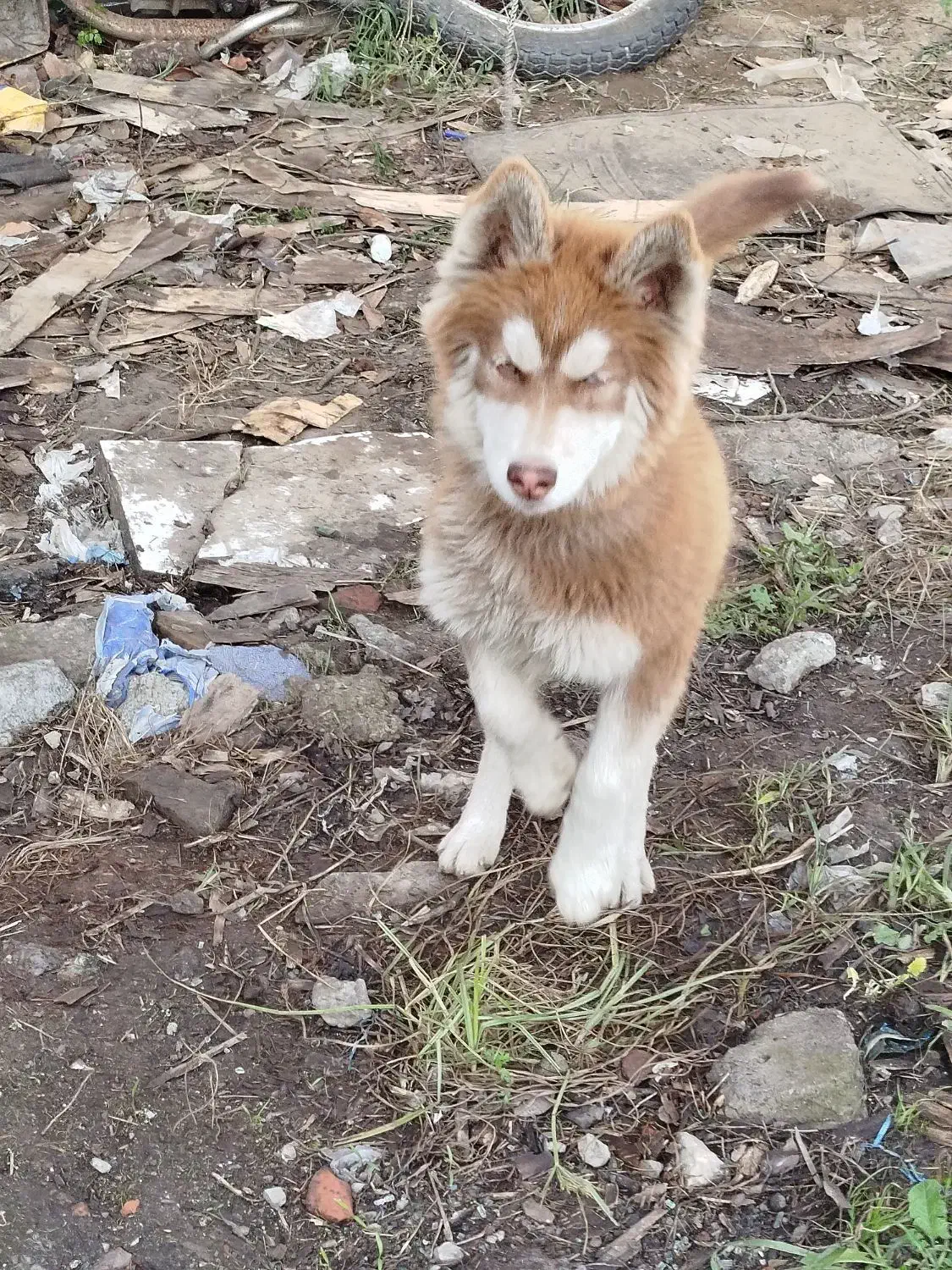 واگذاری سگ هاسکی|سگ|آمل, |دیوار