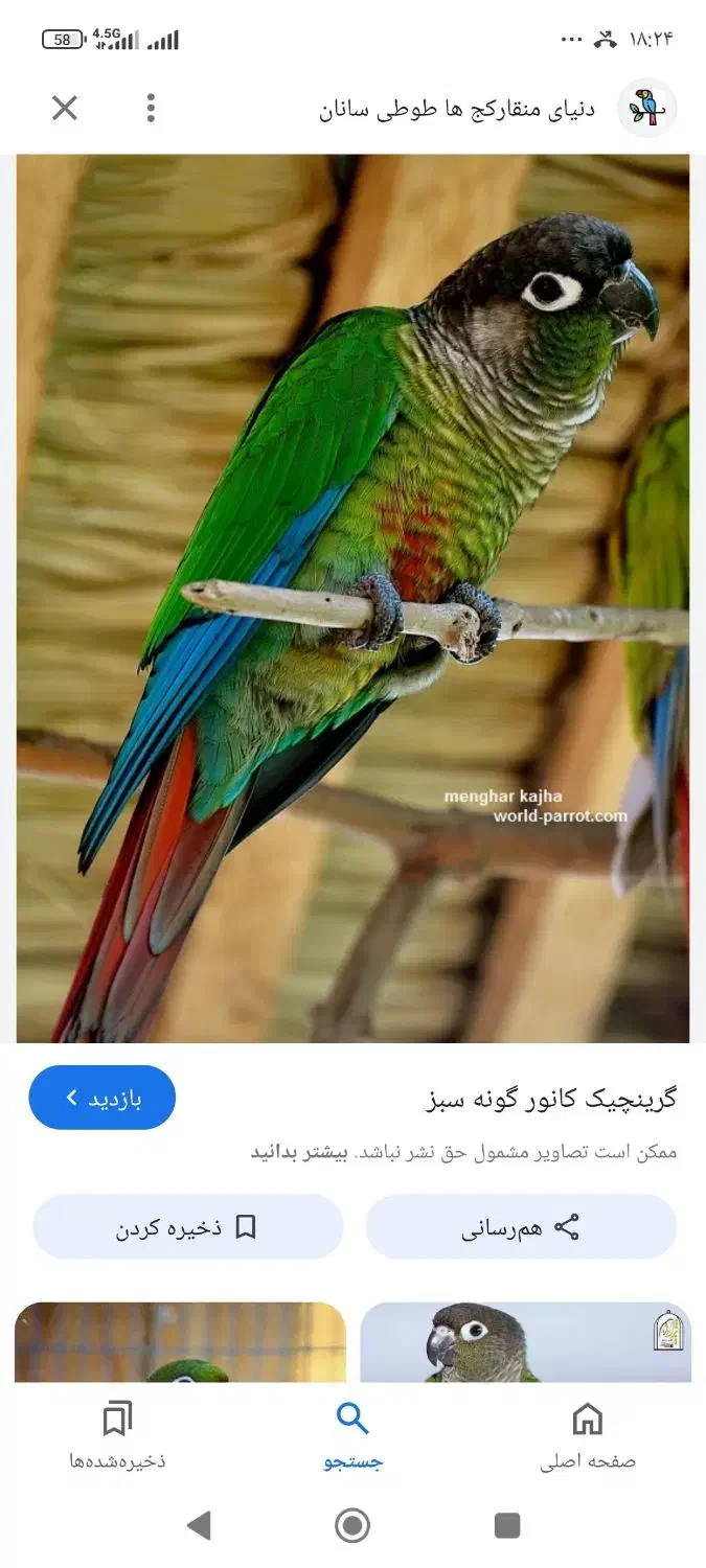 طوطی گرنجیگ|پرنده|تولم شهر, |دیوار