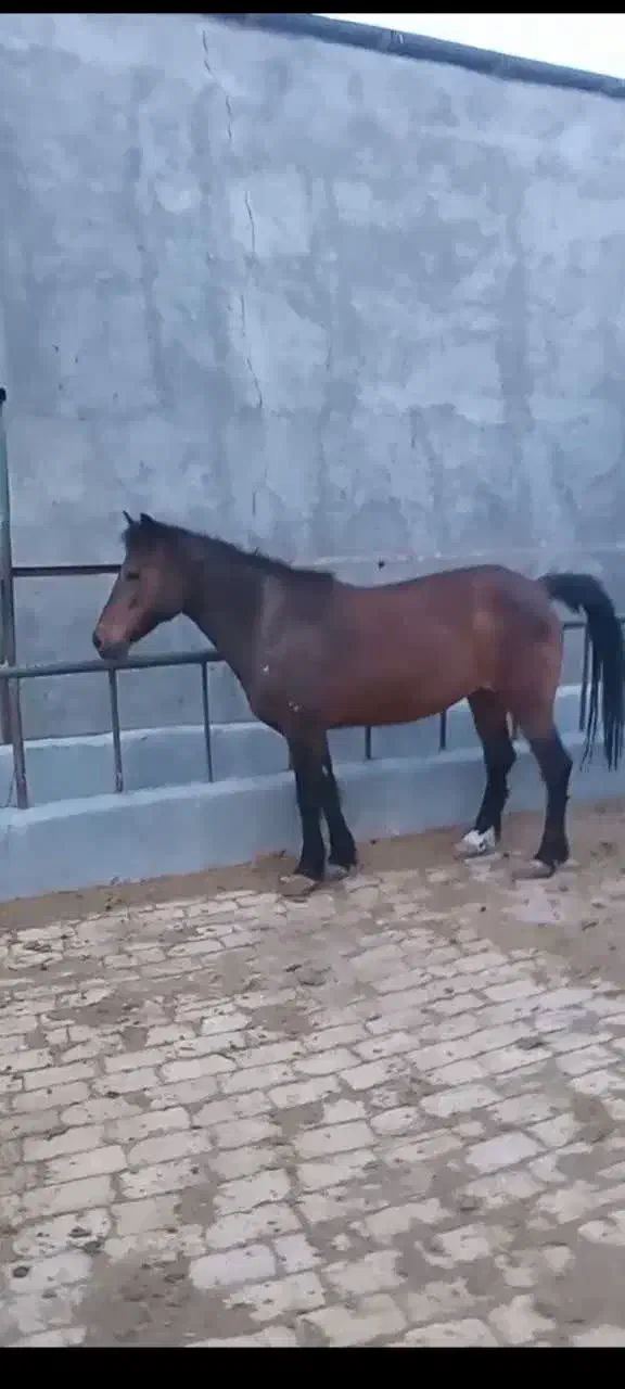 اسب|اسب و تجهیزات اسب‌سواری|قم, دروازه چوبی|دیوار