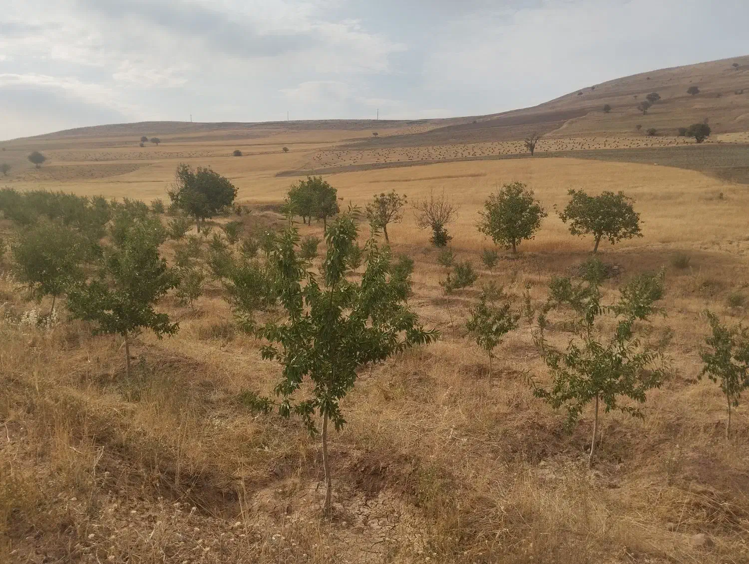 زمین باغ بادوم ب همراه چشمه و استخر|فروش دفتر صنعتی، کشاورزی، تجاری|عجب شیر, |دیوار