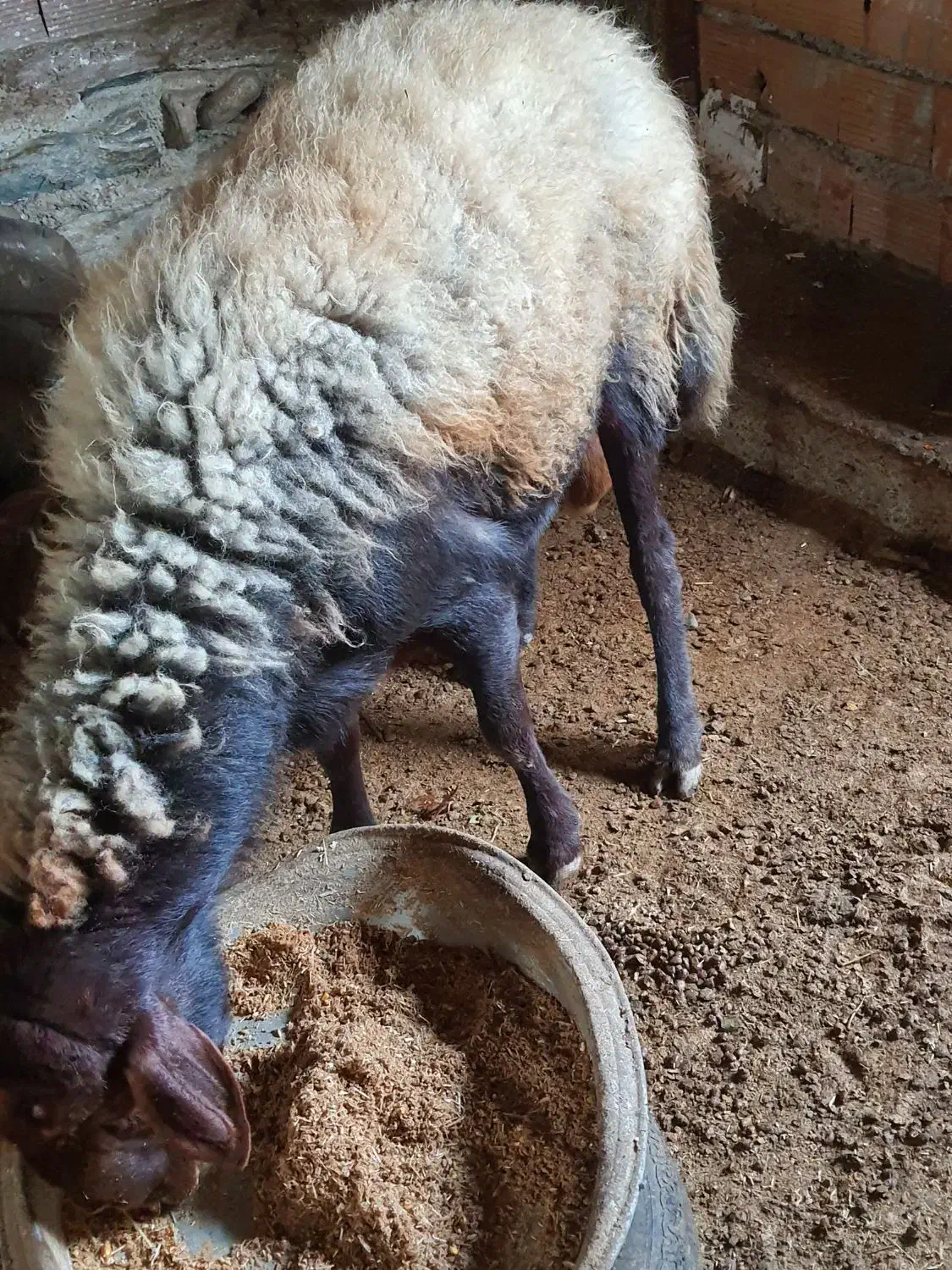 نر تخمی ۳ ساله|حیوانات مزرعه|بندر گز, |دیوار