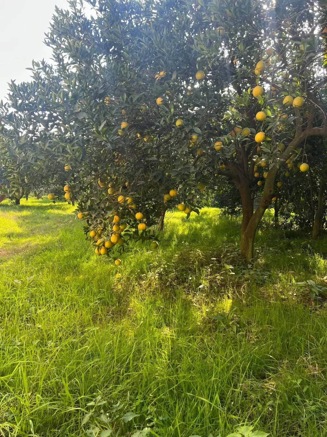 میوه در باغ|خوردنی و آشامیدنی|تنکابن, |دیوار