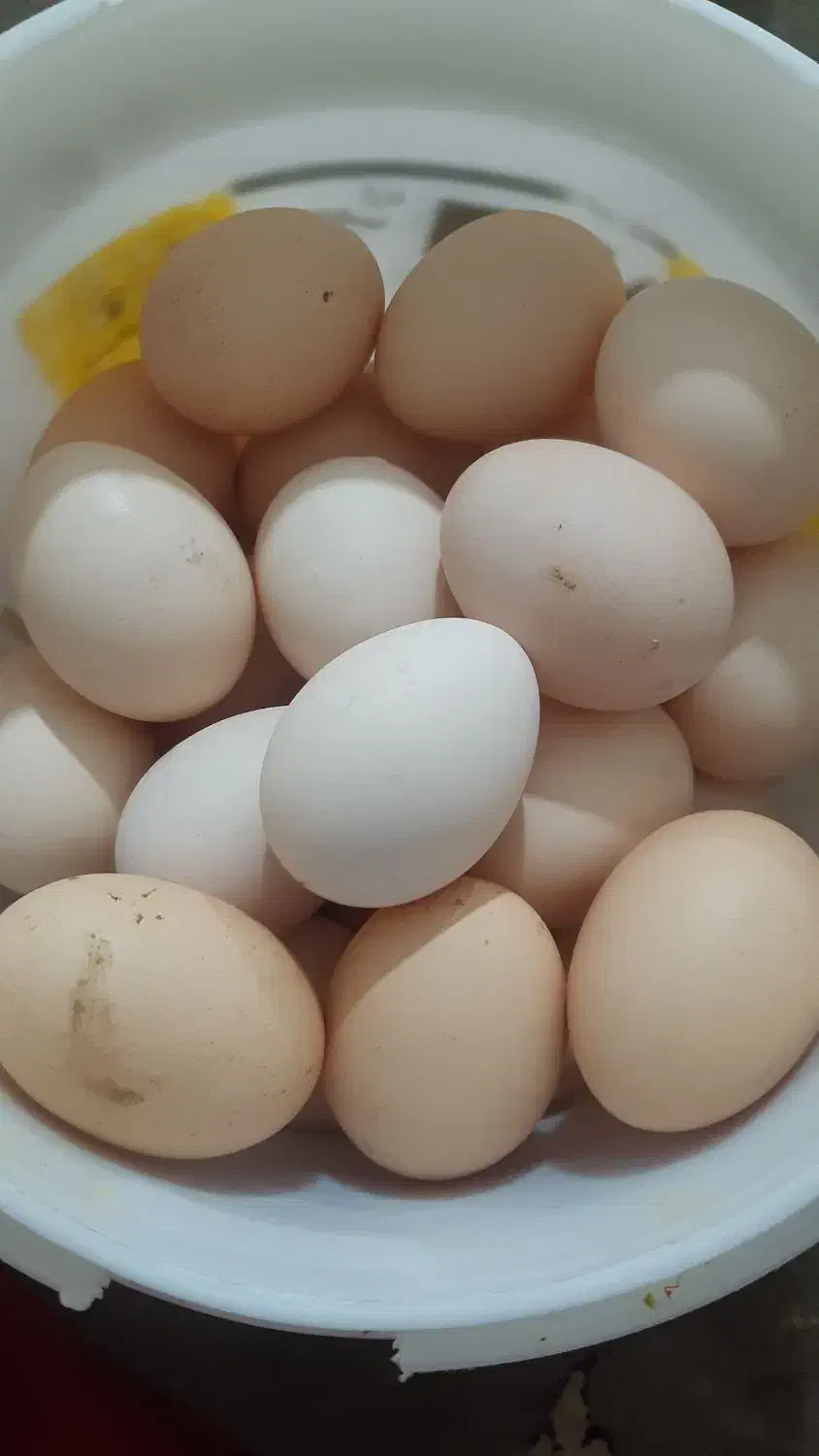 تخم مرغ  خانگی|خوردنی و آشامیدنی|مشهد, سیس‌آباد|دیوار