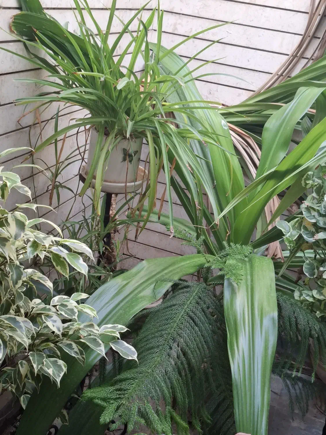 پاندانوس (گل برگ موزی)|گل و گیاه طبیعی|شاهین‌شهر, نظامی|دیوار