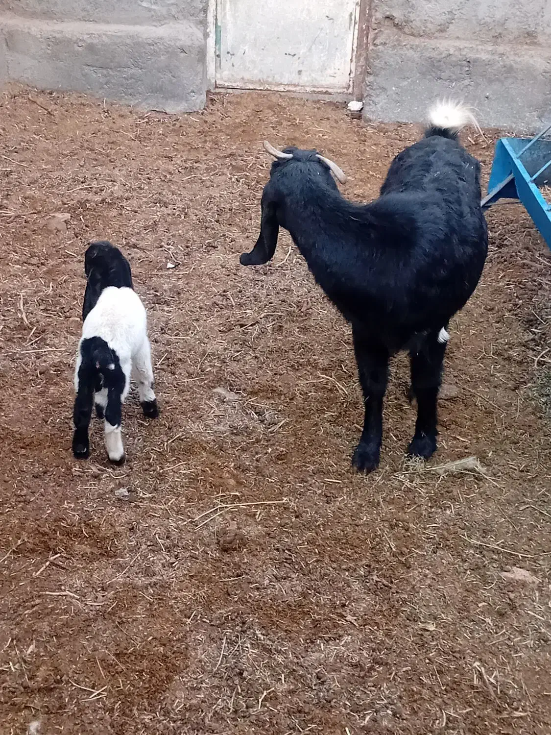 2عدد بز دورگ پاکستانی  درجه 1پر شیر|حیوانات مزرعه|گناباد, |دیوار
