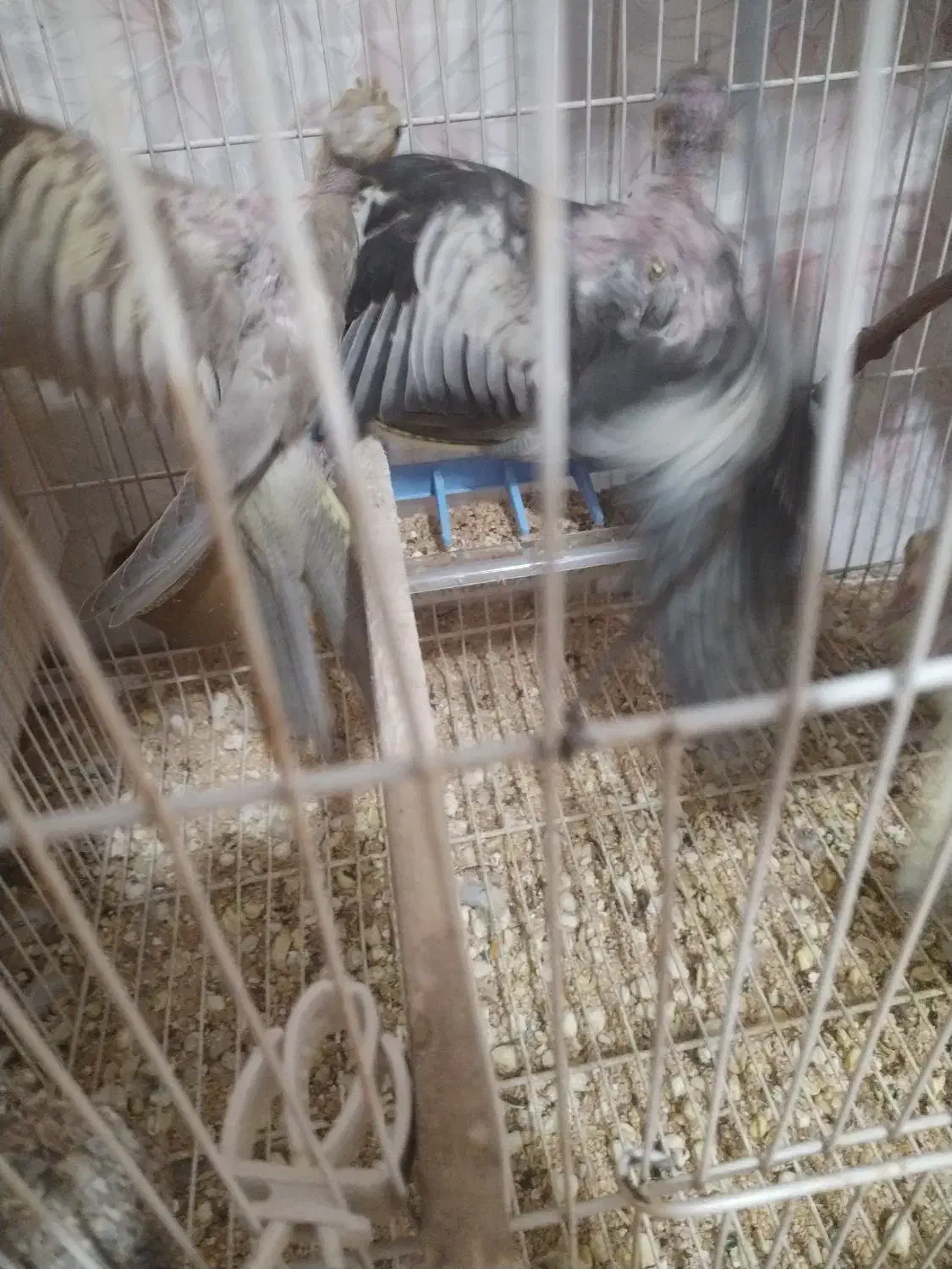 پرنده|پرنده|مشهد, قائم|دیوار