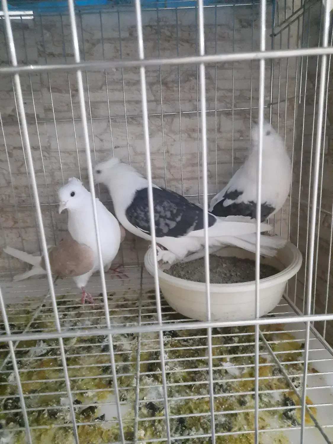 کبوتر گمشده|حیوانات|رباط‌کریم, نصیرشهر|دیوار