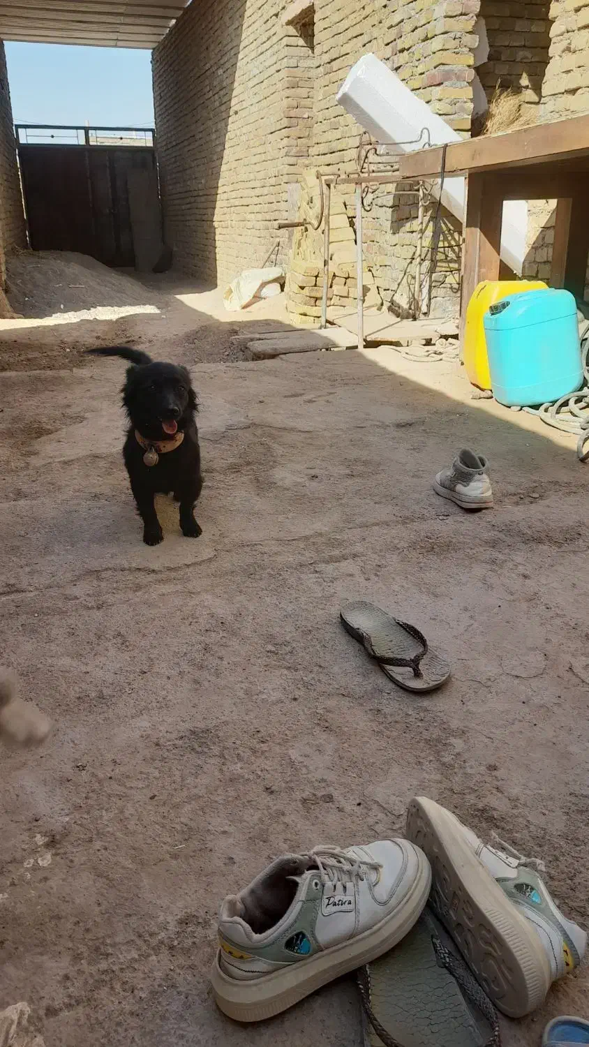 سگ پاکوتاه|سگ|سبزوار, قصبه غربی|دیوار