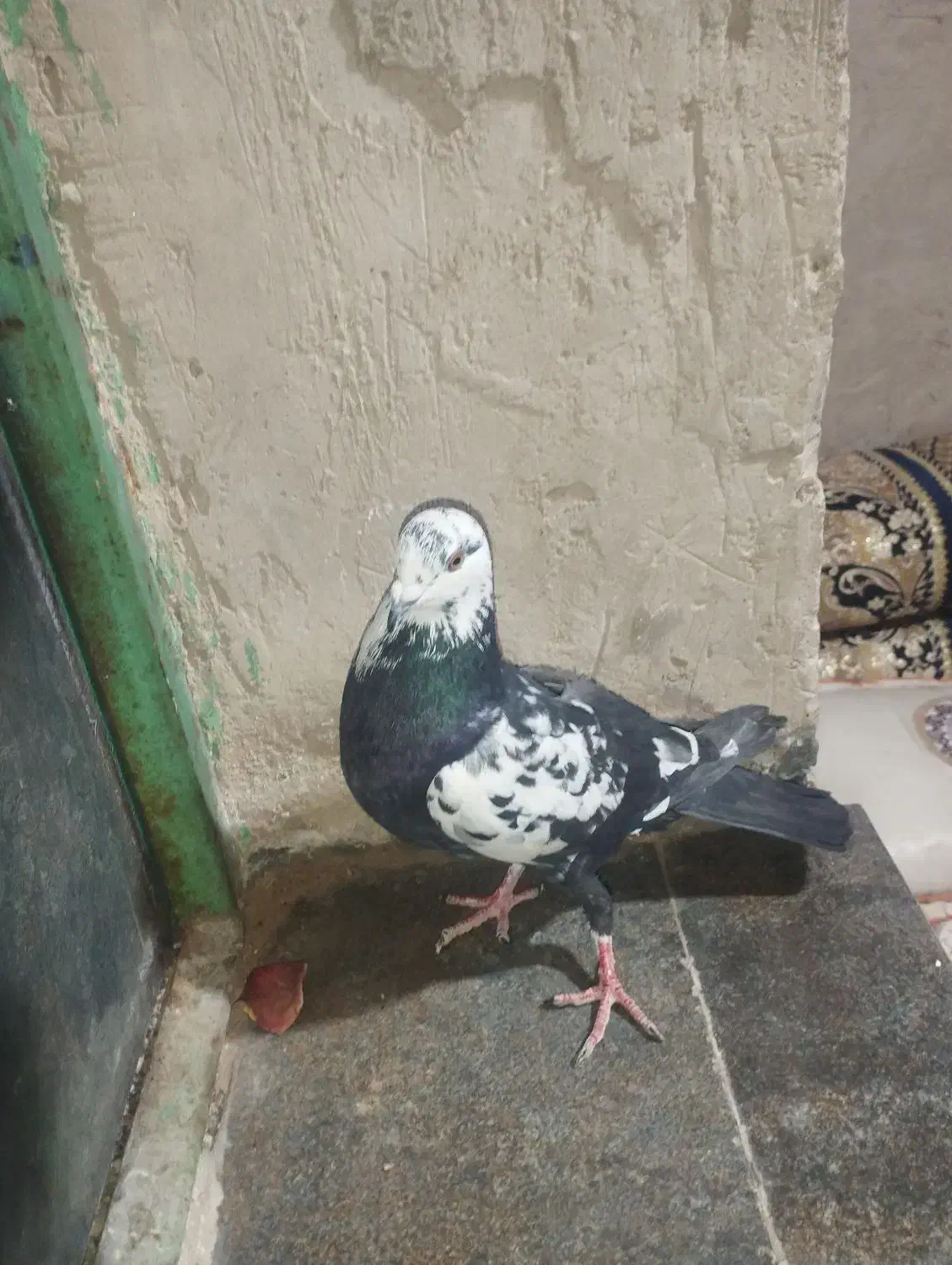 کبوترجوگی فروشی|پرنده|کورین, |دیوار