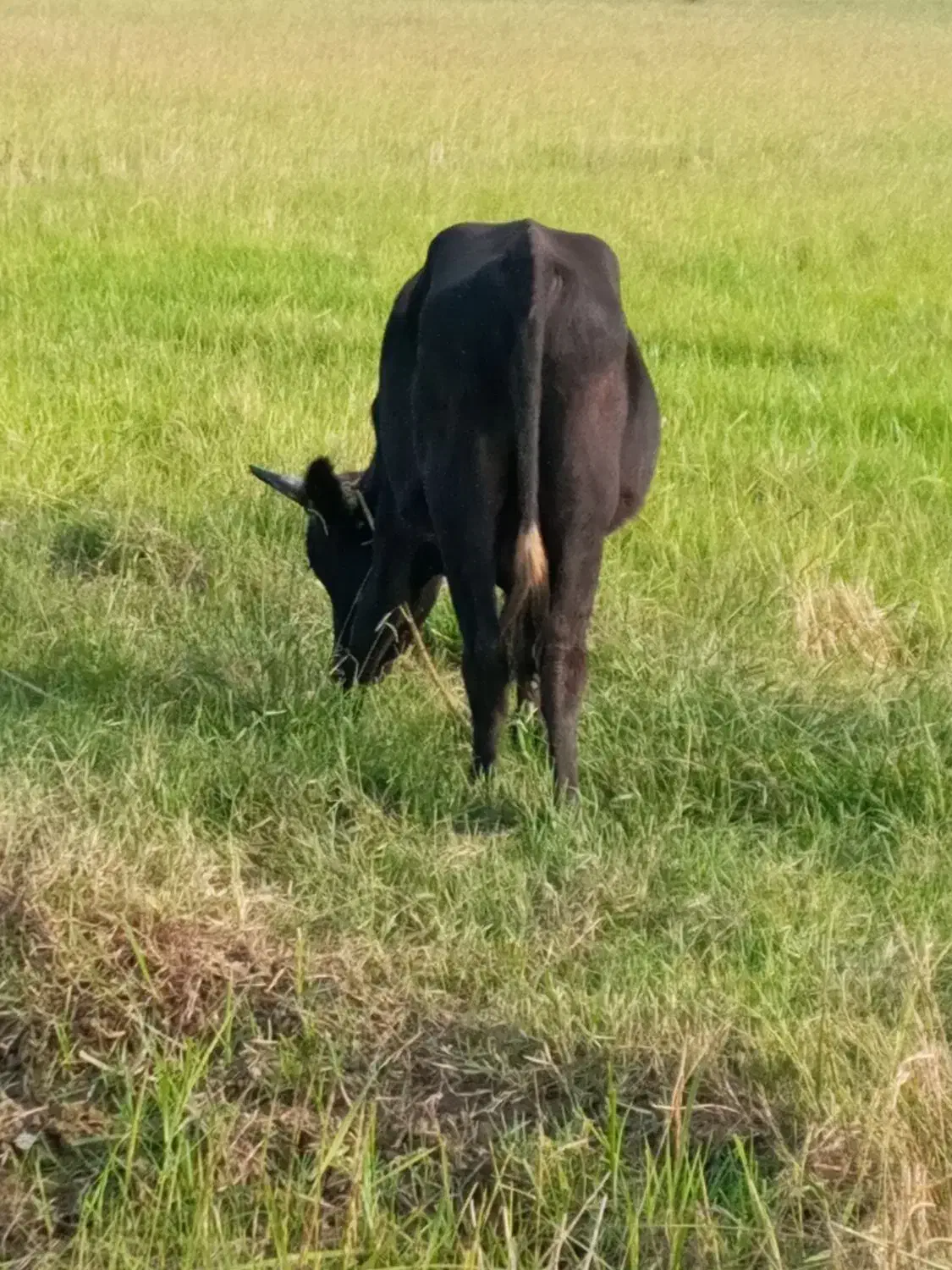 گاو نر حدود ۲۰ماهه خوش خوراک سر شاخ میزان|حیوانات مزرعه|رشت, پسیخان|دیوار