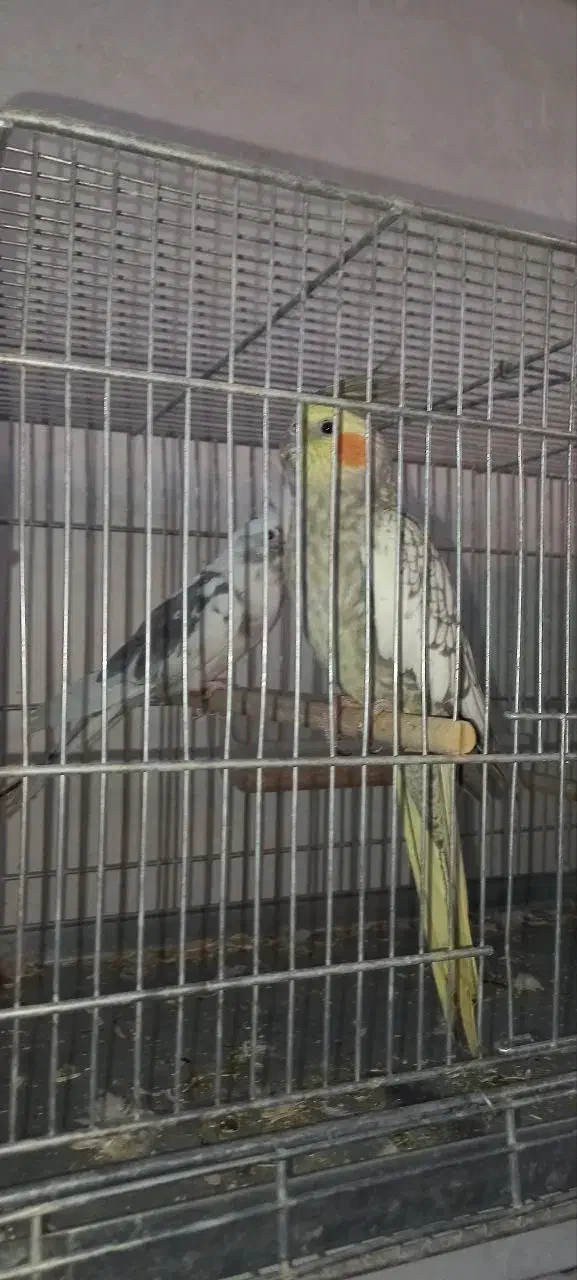 عروس هلندی نروماده و تکی|پرنده|یزد, |دیوار