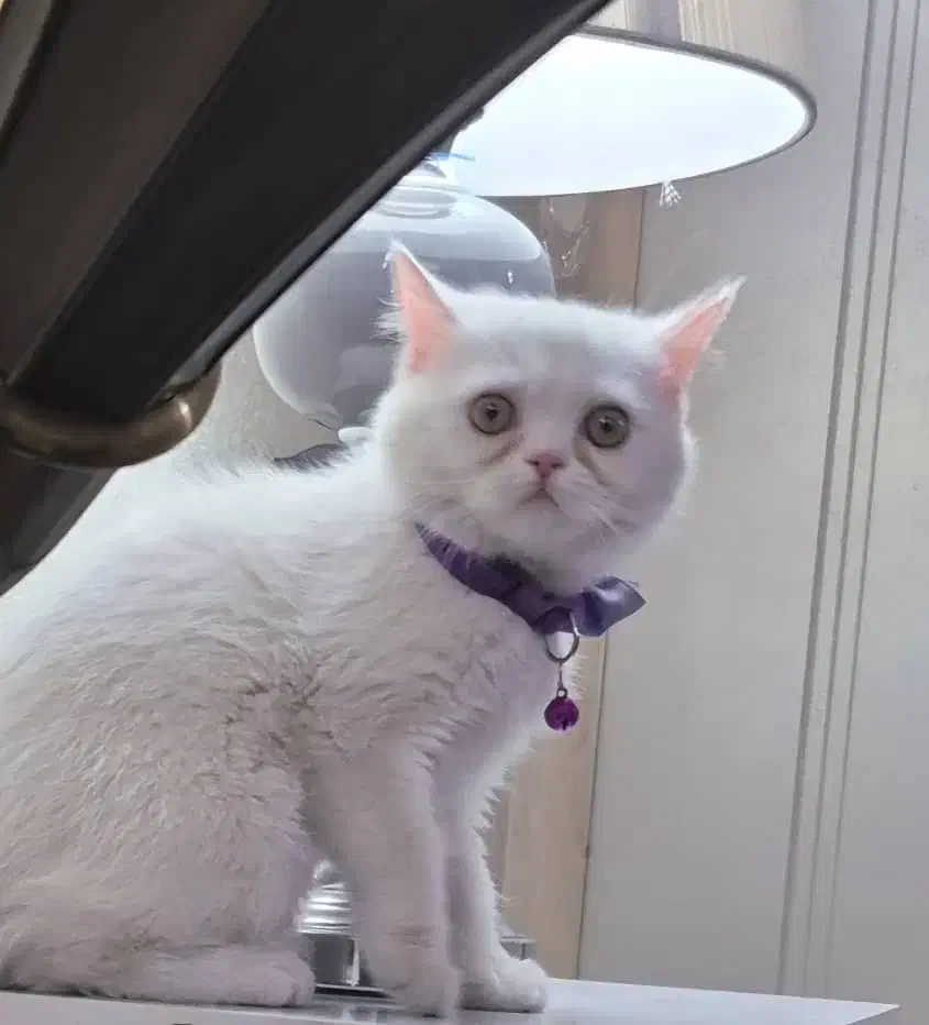 گربه بیریتیش ۳ ماهه|گربه|تهران, شهرک شریعتی|دیوار